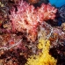 coral_soft_ni_v_0705_png1603.jpg